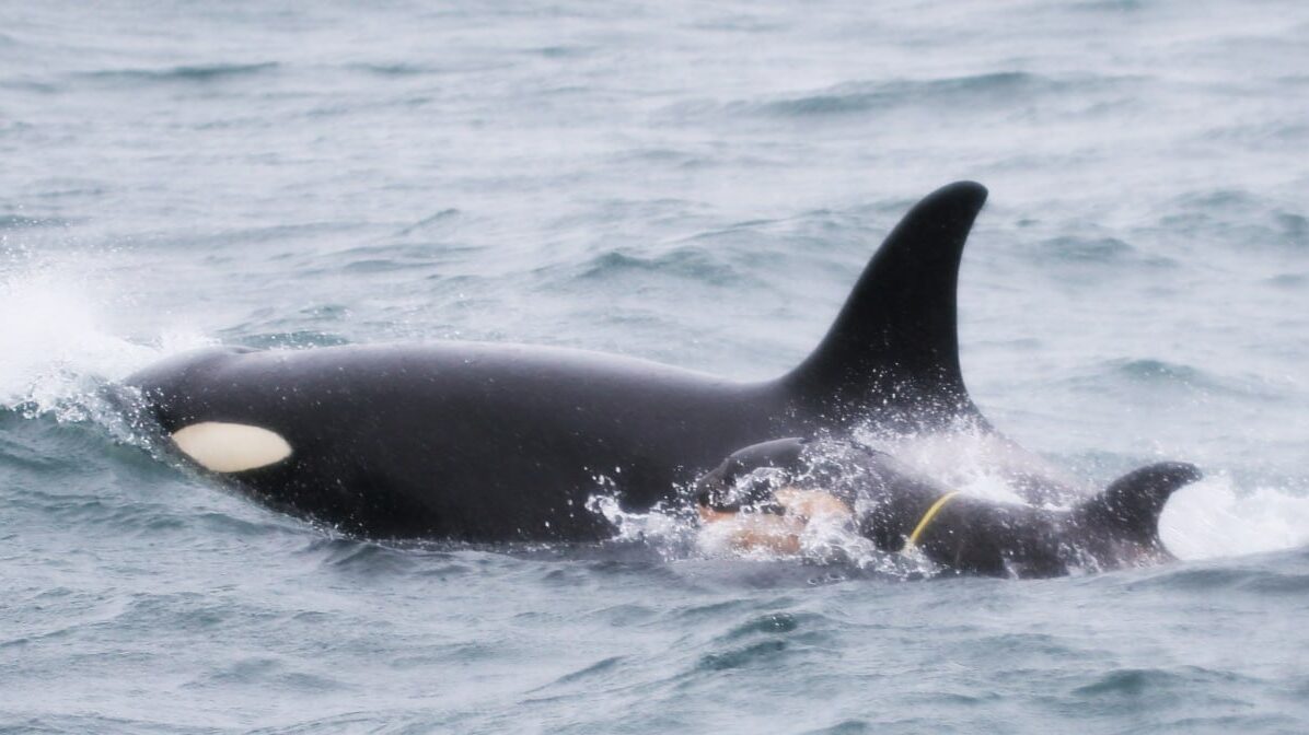 Детёныша косатки на Камчатке пока не освободили от пластика