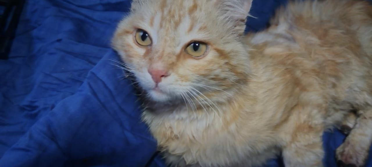 «Заслуживает шанс»: волонтёр спасает кота с простреленным позвоночником