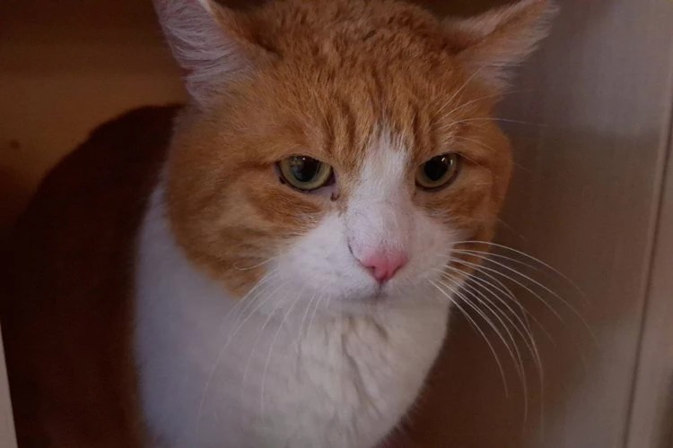 «40 дней ждал в пустой квартире»: кота, осиротевшего после смерти пожилого хозяина, приютили…