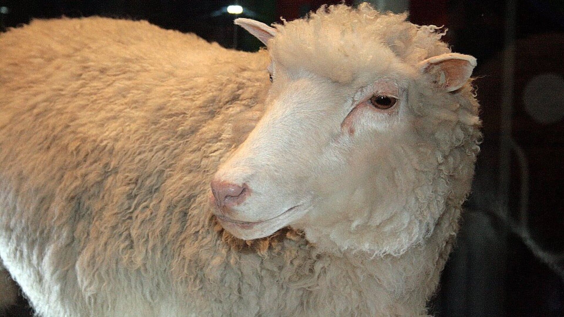 Работник в британской резиденции и пророк: топ-5 самых известных в мире животных