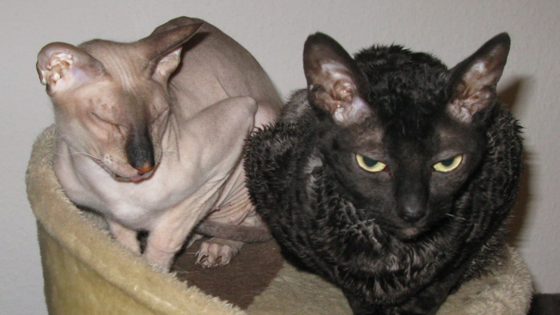 Сфинкс из Санкт-Петербурга и порода с разным цветом глаз: 10 самых редких кошек