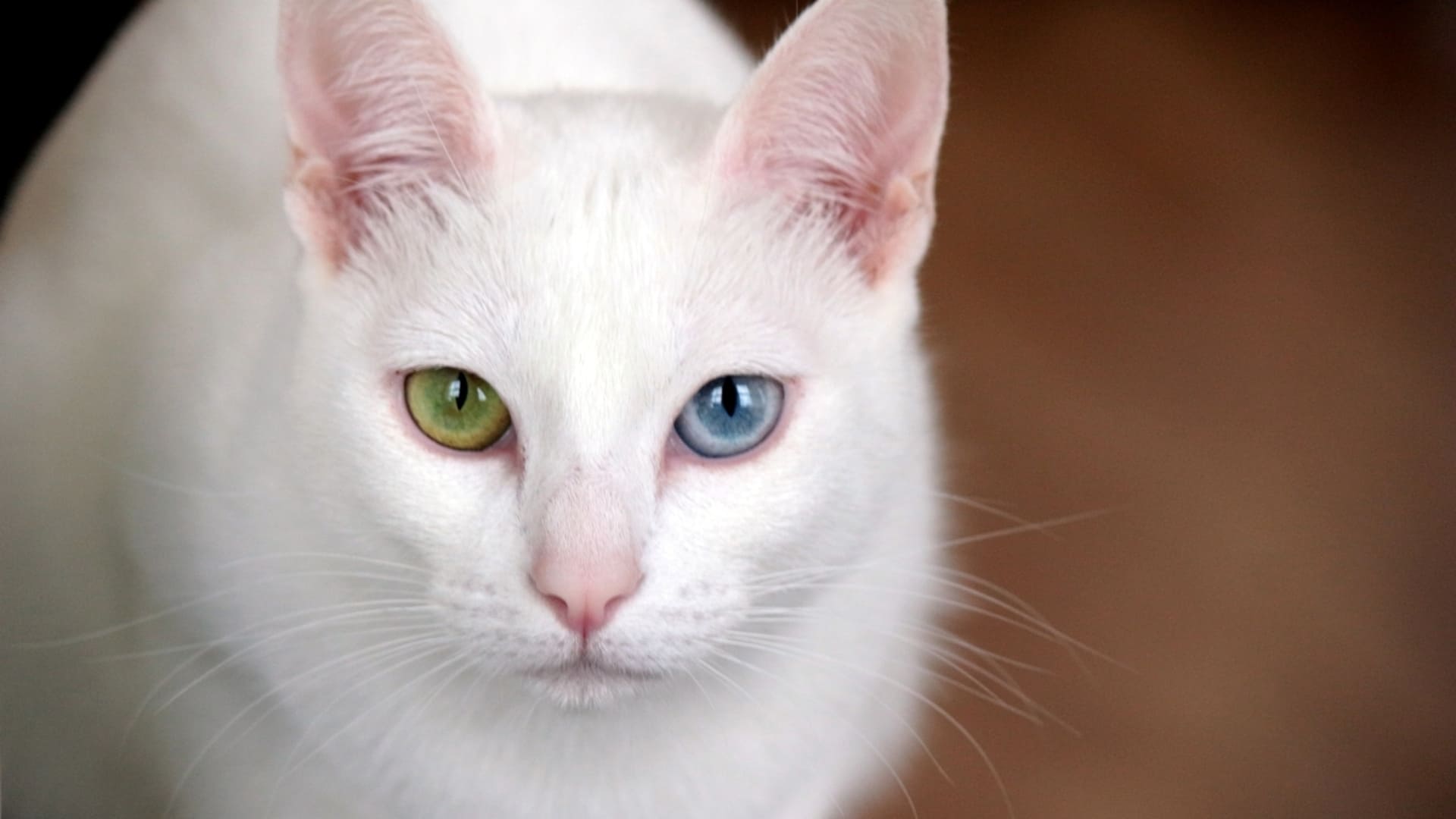 Сфинкс из Санкт-Петербурга и порода с разным цветом глаз: 10 самых редких кошек