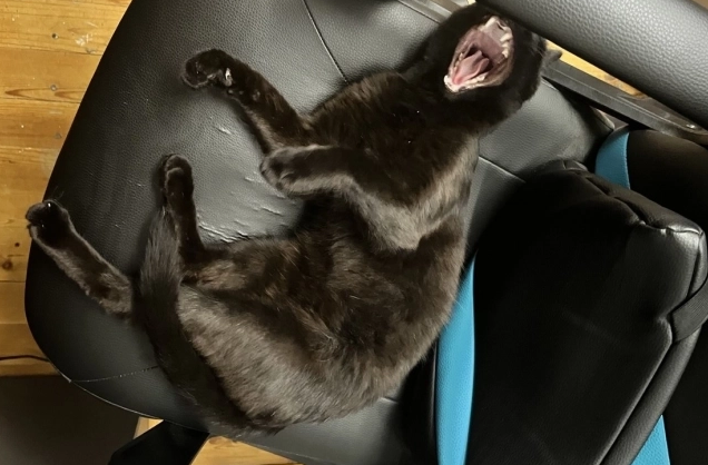 Спас кота сотрудник иркутского аэропорта