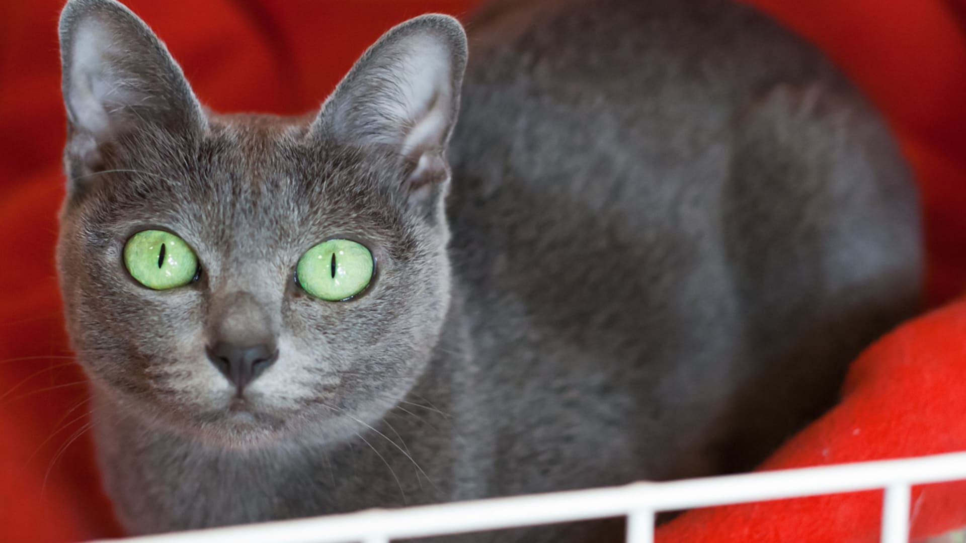 Сфинкс из Санкт-Петербурга и порода с разным цветом глаз: 10 самых редких кошек