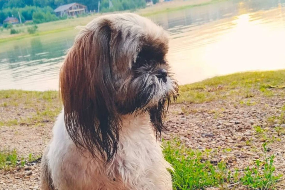 Жители бурятского села спасли собаку из лодки на озере