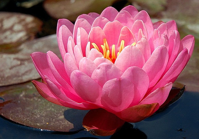 Лотос – цветок богов