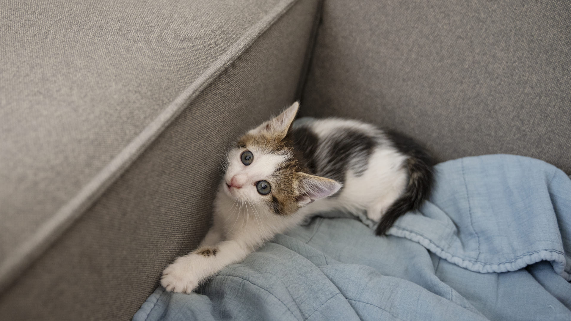 Продлевают жизнь и спасают от мышей: шесть причин завести кошку