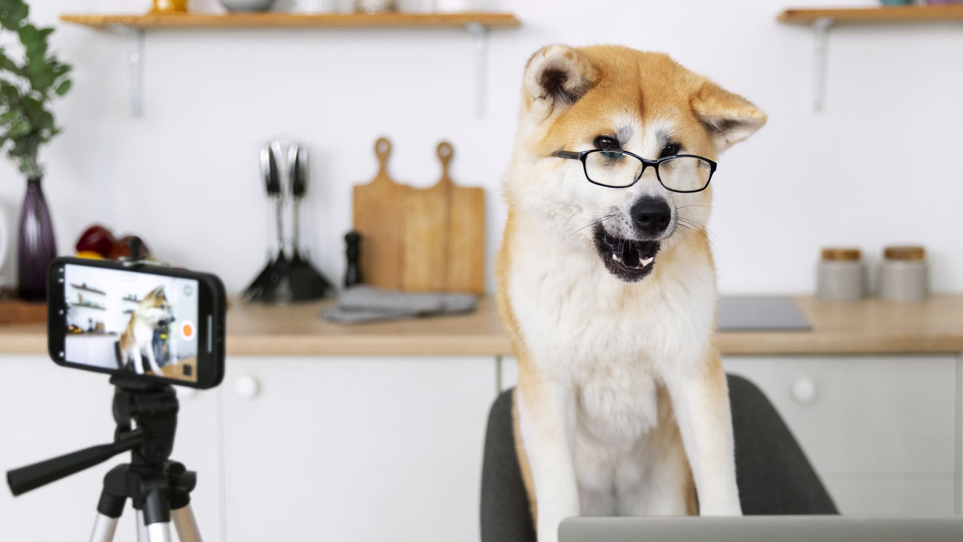 У них есть дублёры и визажисты: как собаки попадают в кино? Видео с кастинга