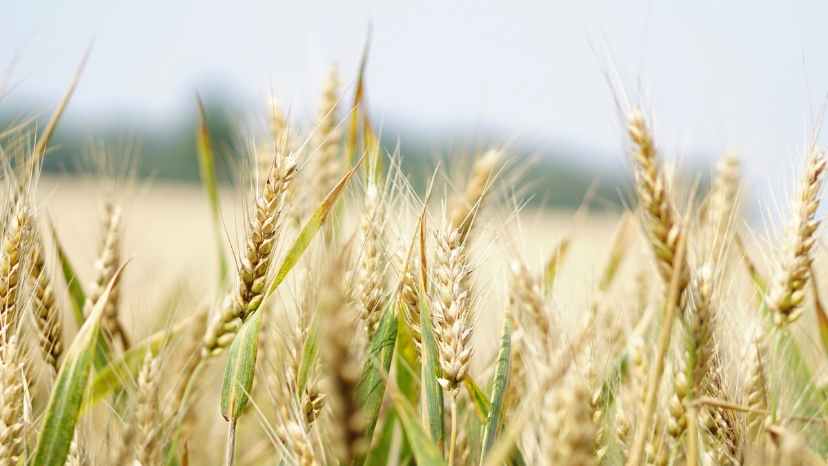 Мифы о питании: топ-11 стереотипов, которым нельзя верить