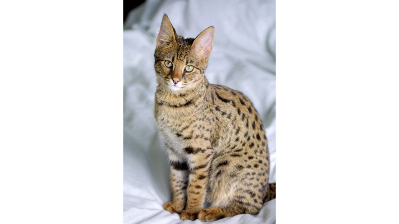 Сфинкс из Санкт-Петербурга и порода с разным цветом глаз: 10 самых редких кошек