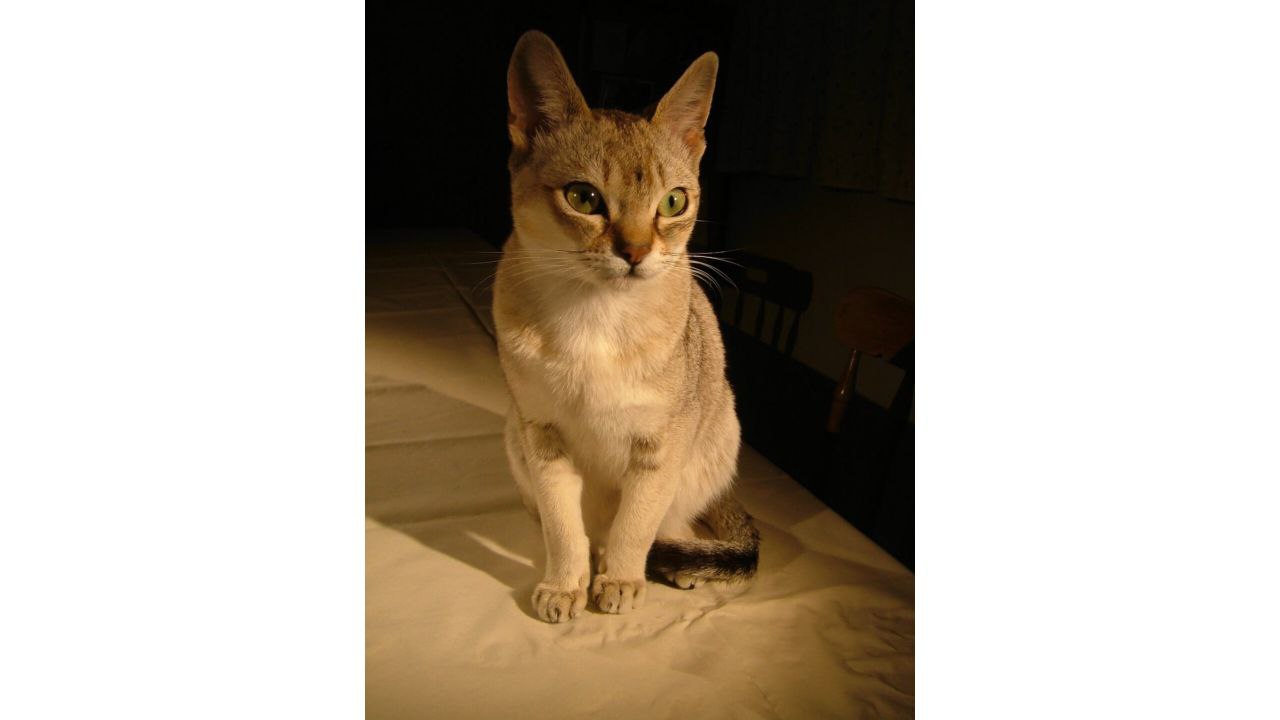 Сфинкс из Санкт-Петербурга и порода с разным цветом глаз: 10 самых редких кошек