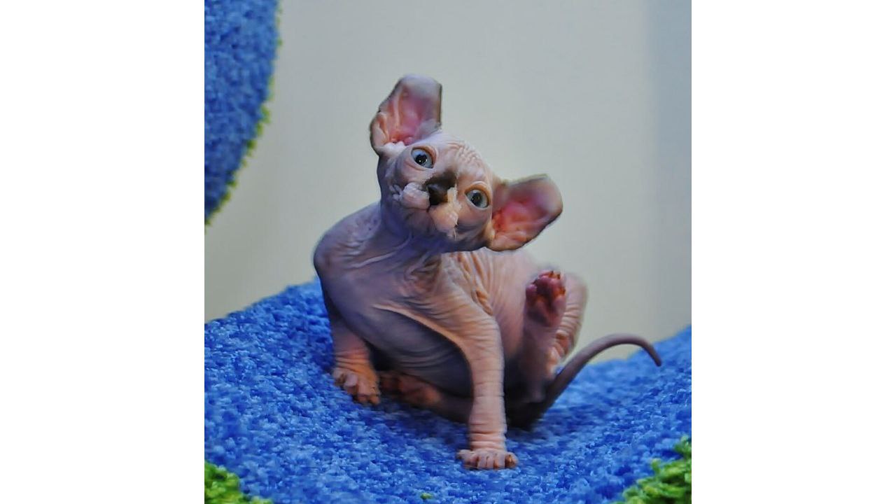 Сфинкс из Санкт-Петербурга и порода с разным цветом глаз: 10 самых редких кошек