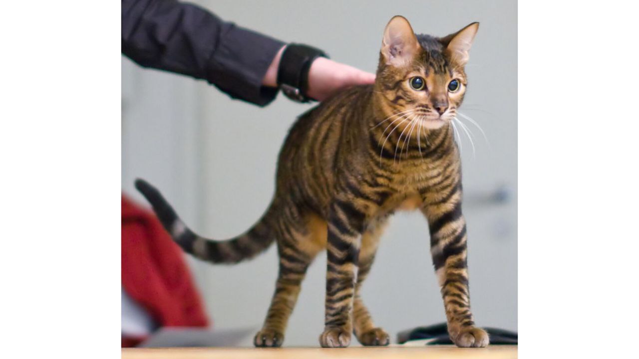 Сфинкс из Санкт-Петербурга и порода с разным цветом глаз: 10 самых редких кошек