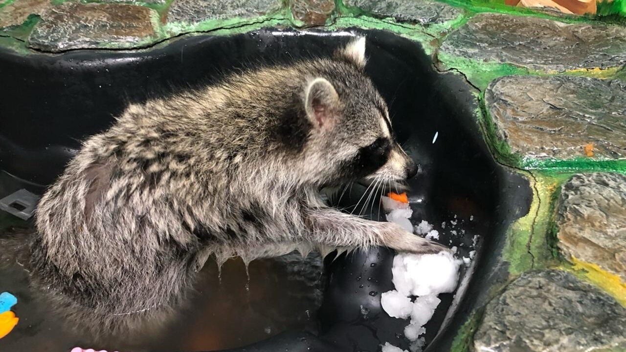 Помощь енотам могут закрыть: Центру в Екатеринбурге нужны деньги