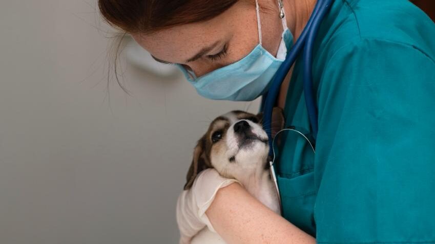 Кровь для собак в дефиците: появится база животных-доноров