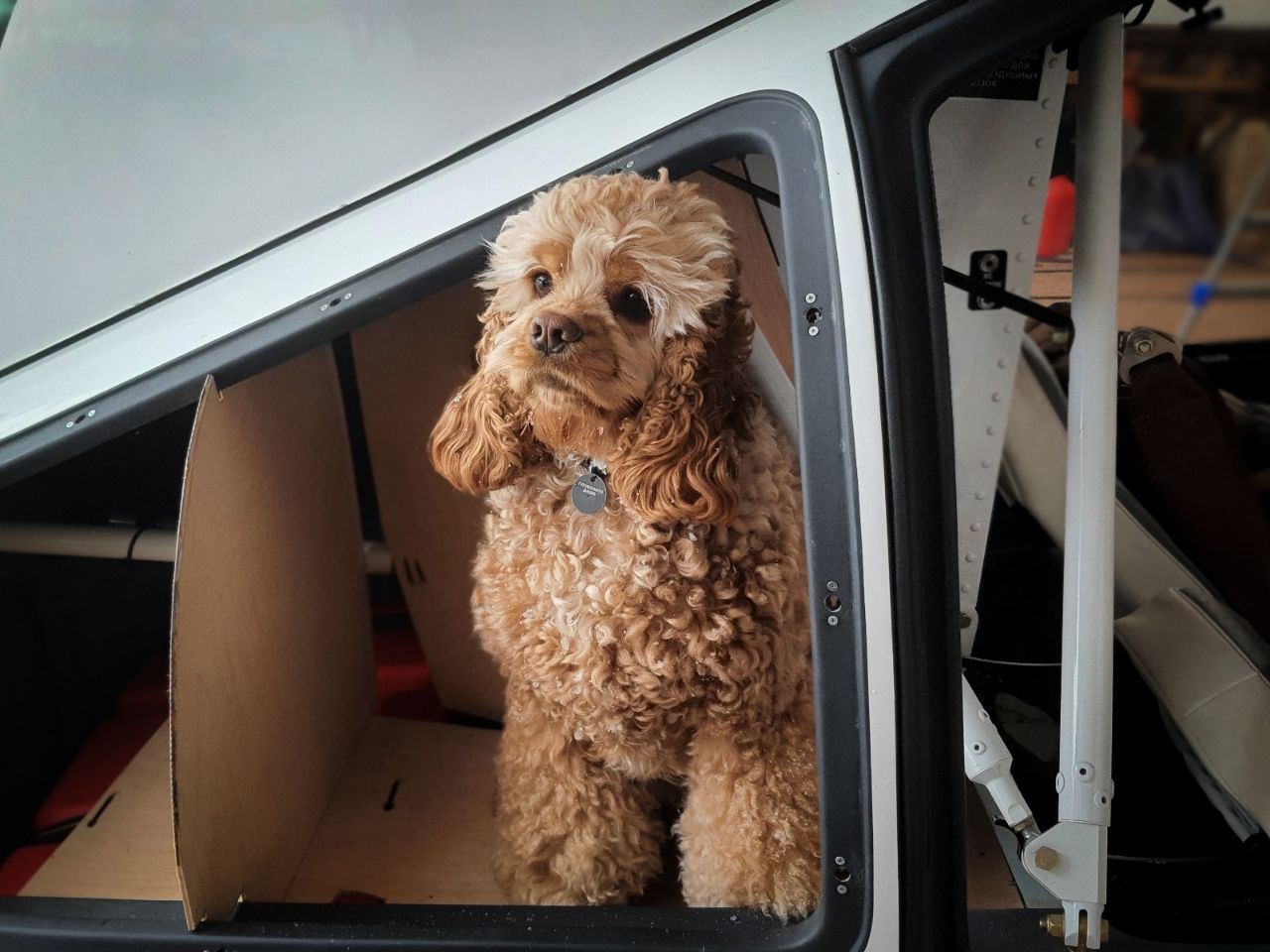 Собака-штурман из Санкт-Петербурга стал звездой сети
