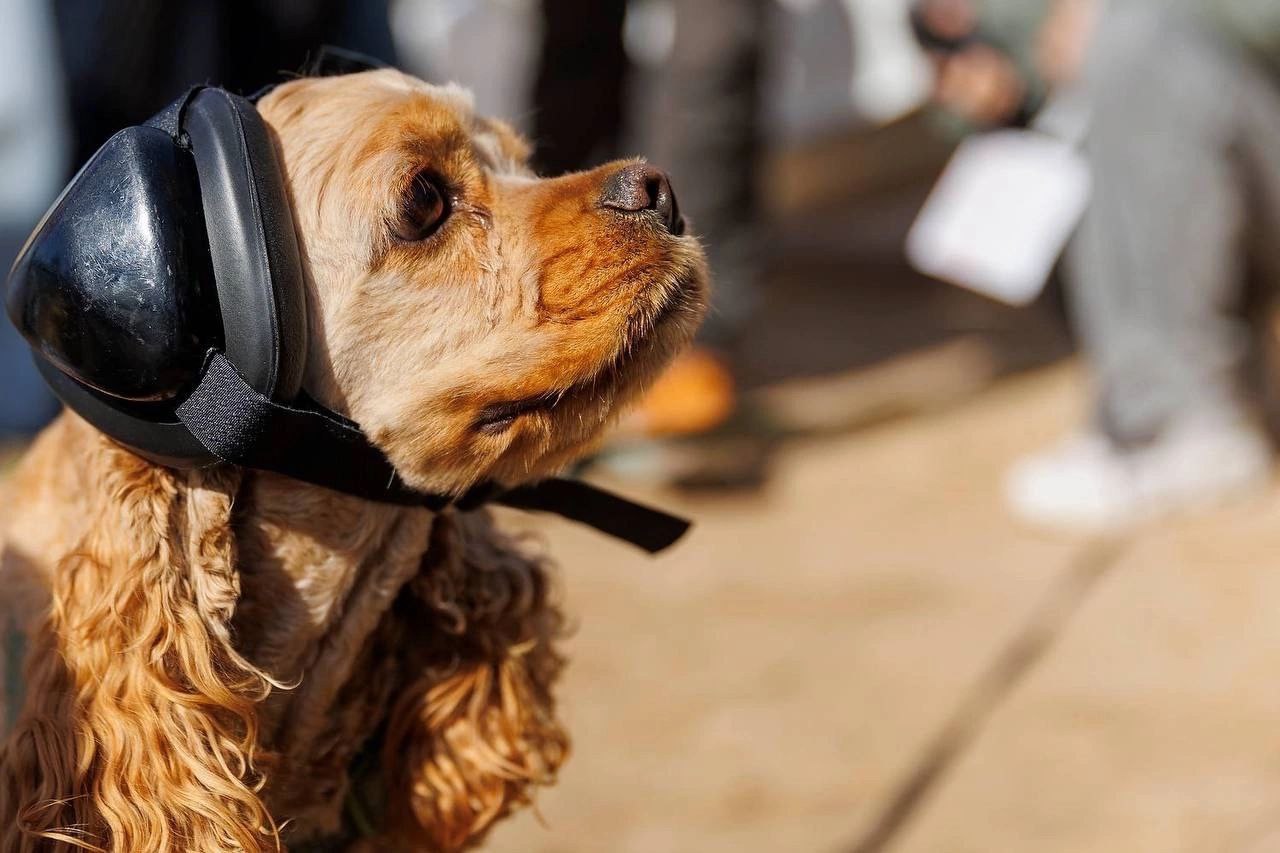 Собака-штурман из Санкт-Петербурга стал звездой сети