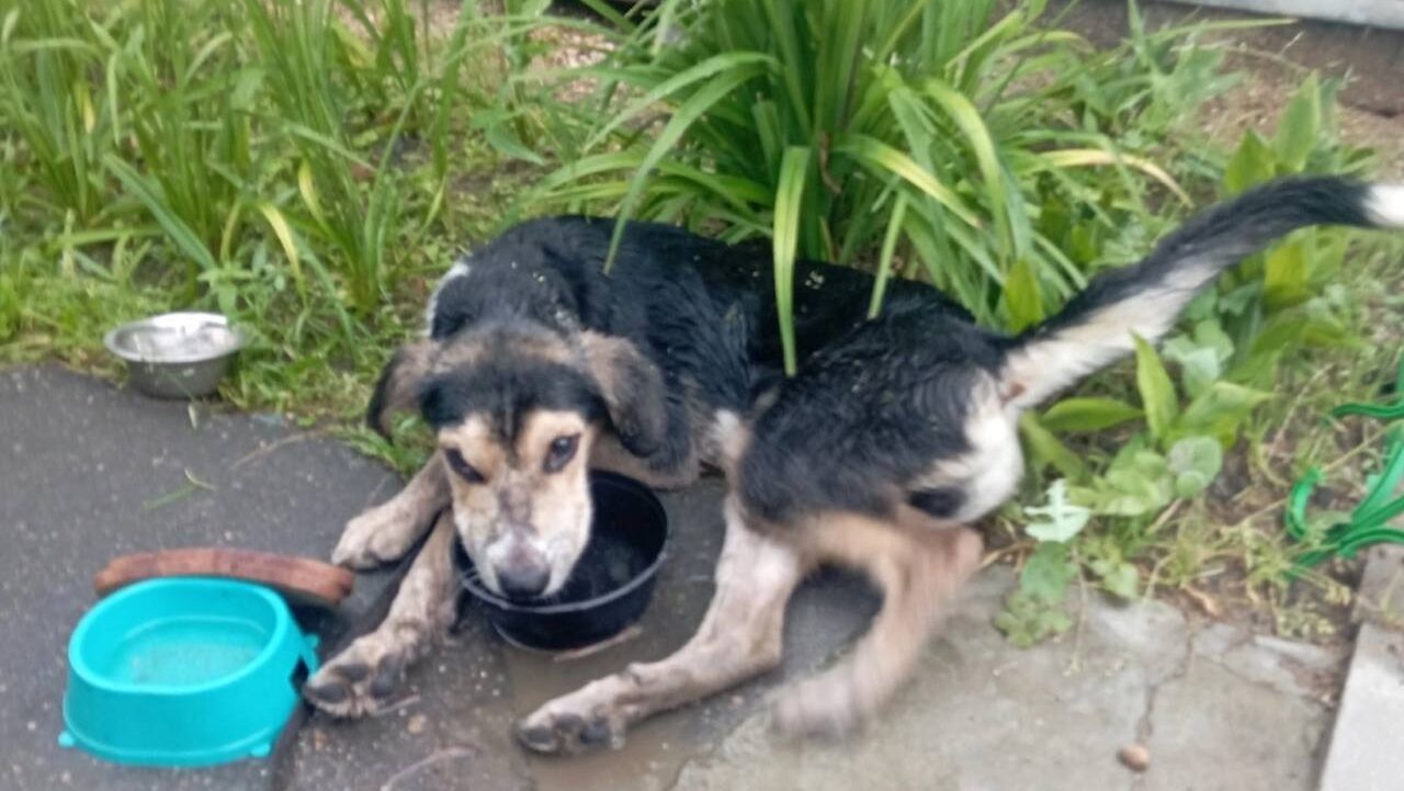Волонтёры спасли собаку, над которой издевались живодёры