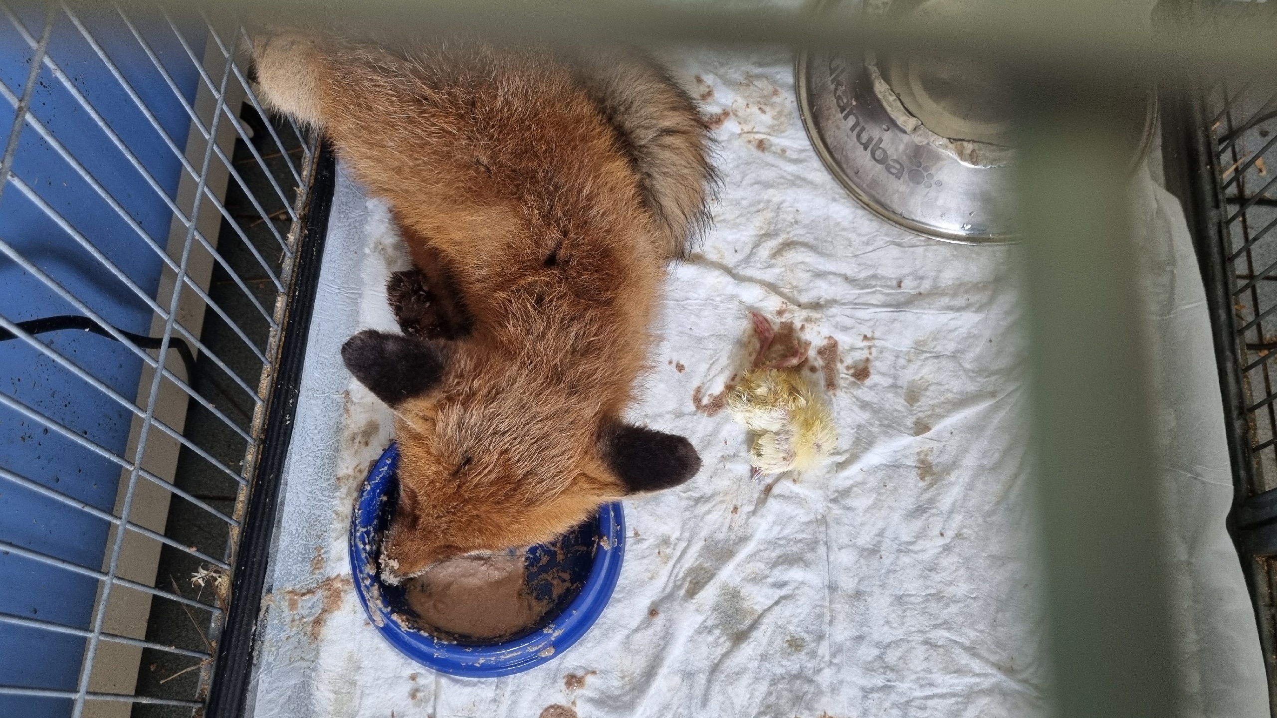 Лисёнка спасли на дороге, а теперь у него есть друг: милое видео