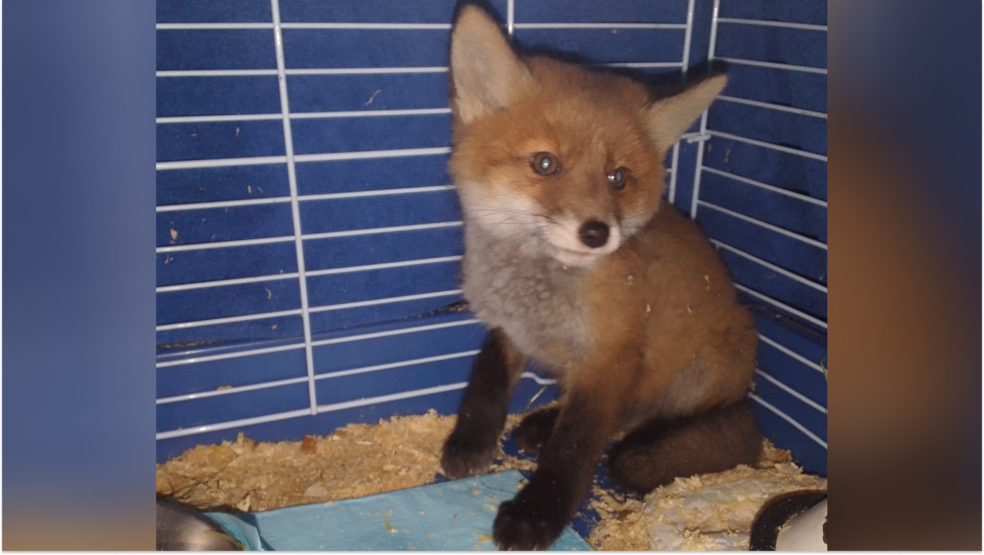 Лисёнка спасли на дороге, а теперь у него есть друг: милое видео