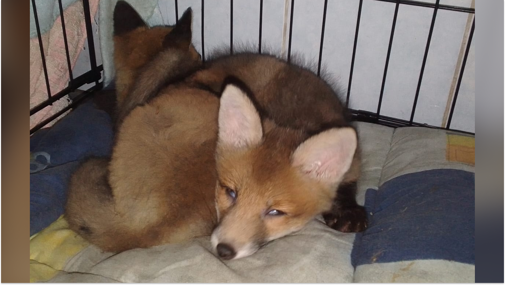 Лисёнка спасли на дороге, а теперь у него есть друг: милое видео