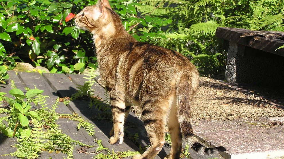 Сфинкс из Санкт-Петербурга и порода с разным цветом глаз: 10 самых редких кошек