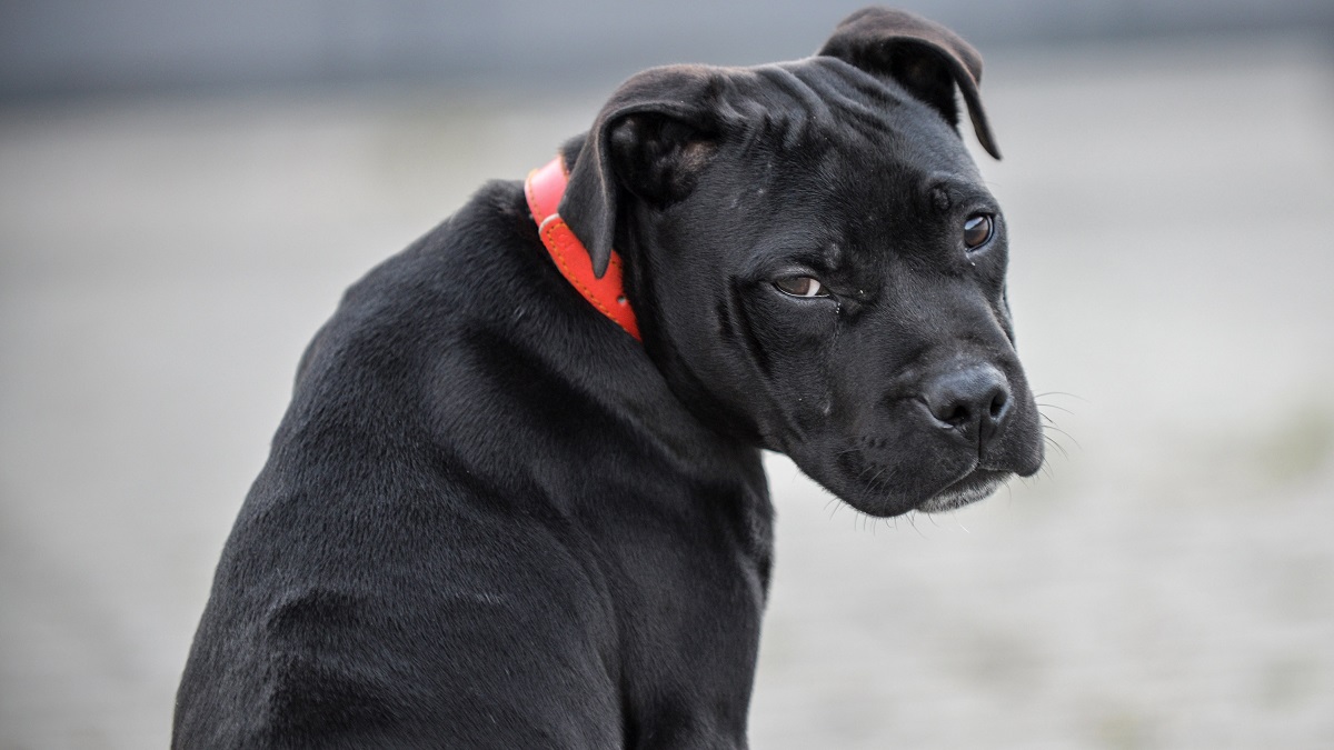 19 августа: какой сегодня праздник отмечают в России и мире?