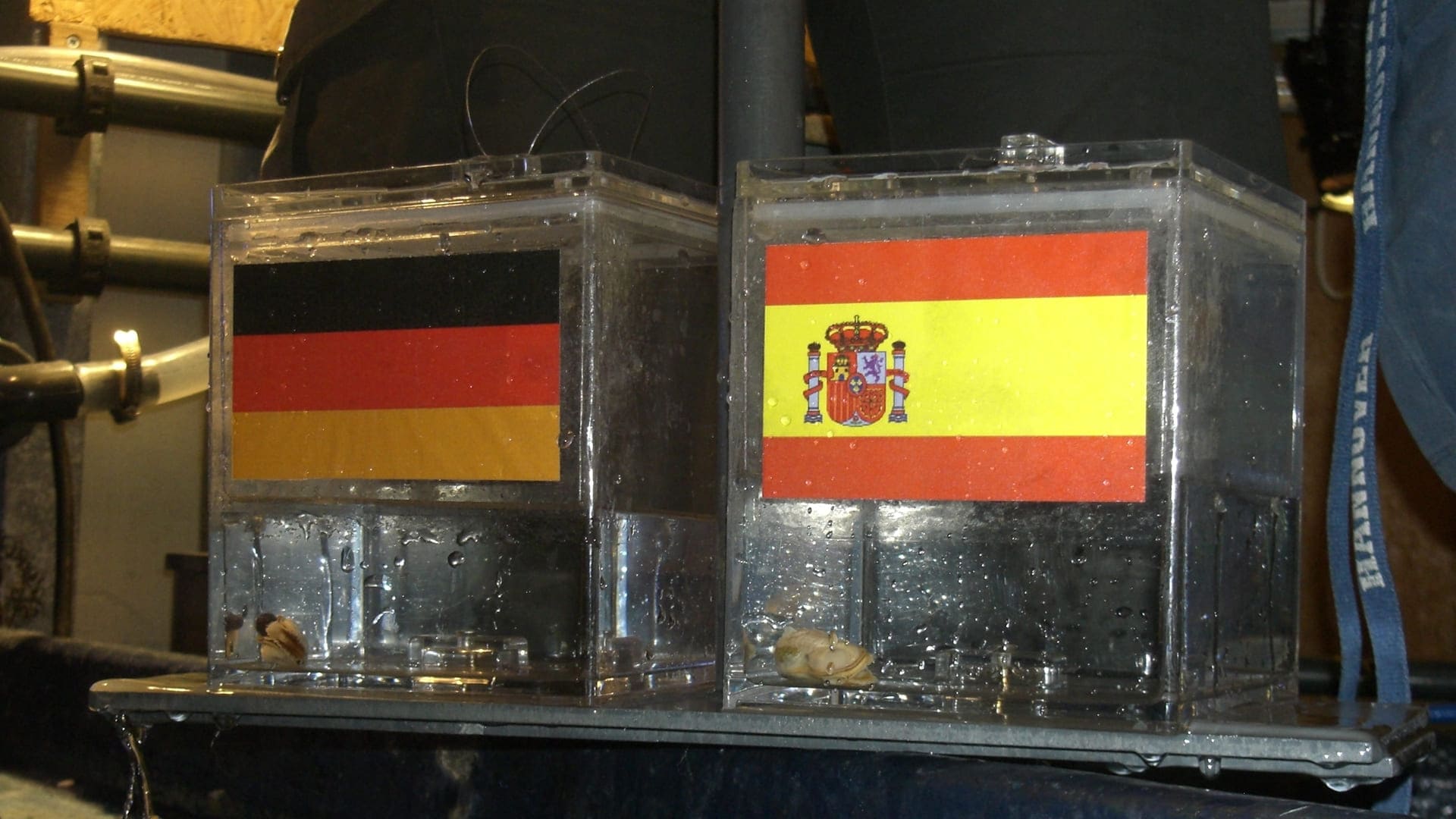 Работник в британской резиденции и пророк: топ-5 самых известных в мире животных