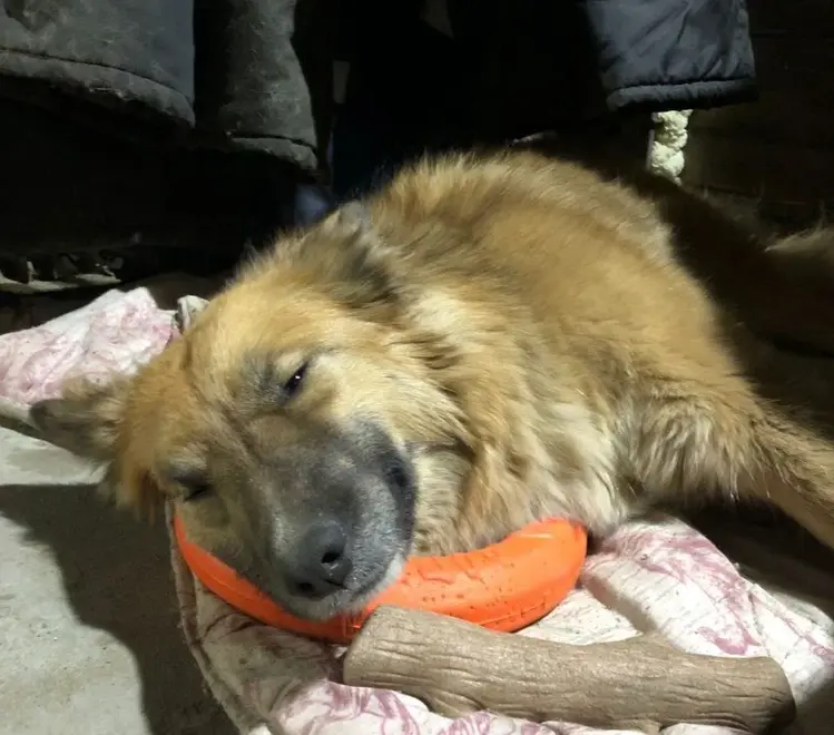 Вахтовик спас собаку за Полярным кругом и забрал домой