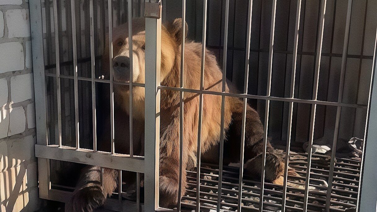 «Семь лет сидел на голых прутьях»: волонтёры спасли брошенного медведя из тесной клетки