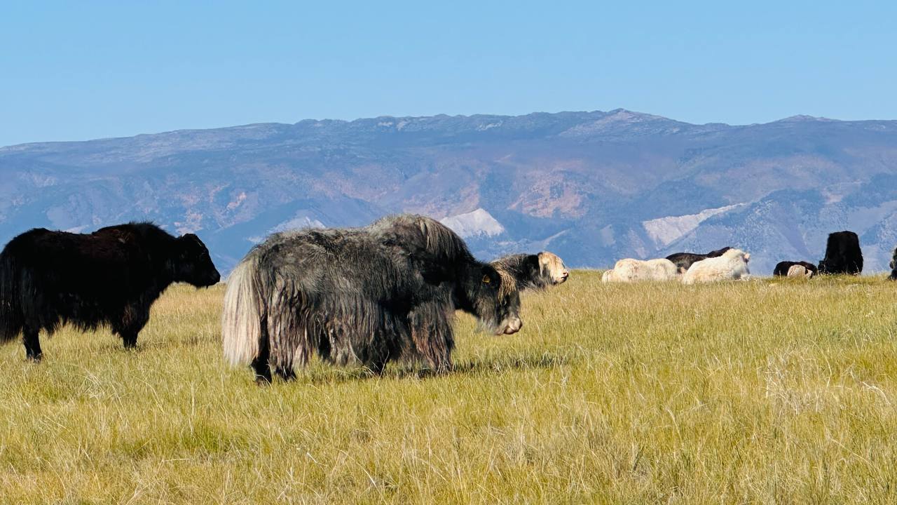 Как живут люди на острове Ольхон: репортаж Добро.Медиа
