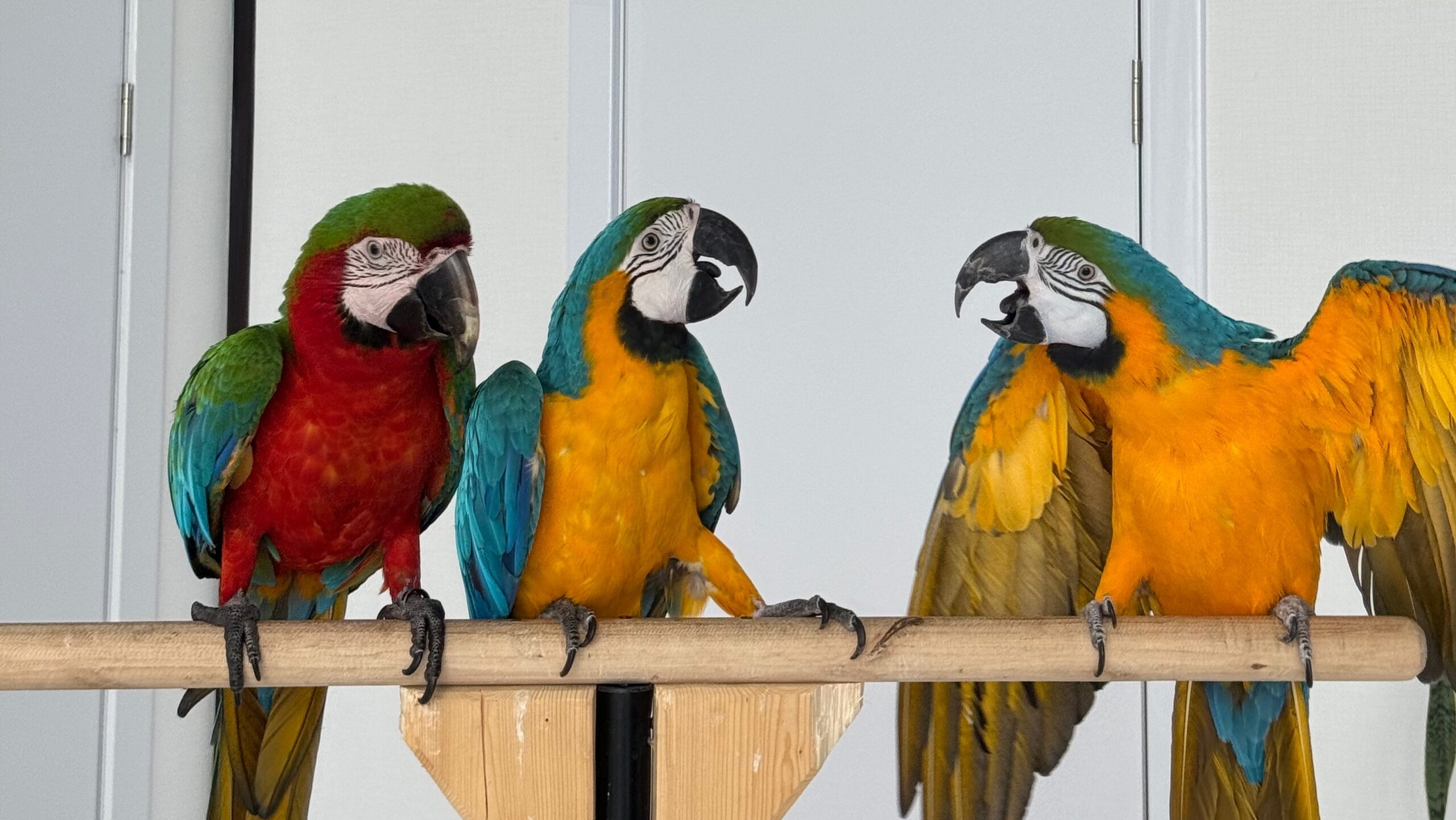 Евгения Ольхова спасает попугаев и даёт им новую жизнь