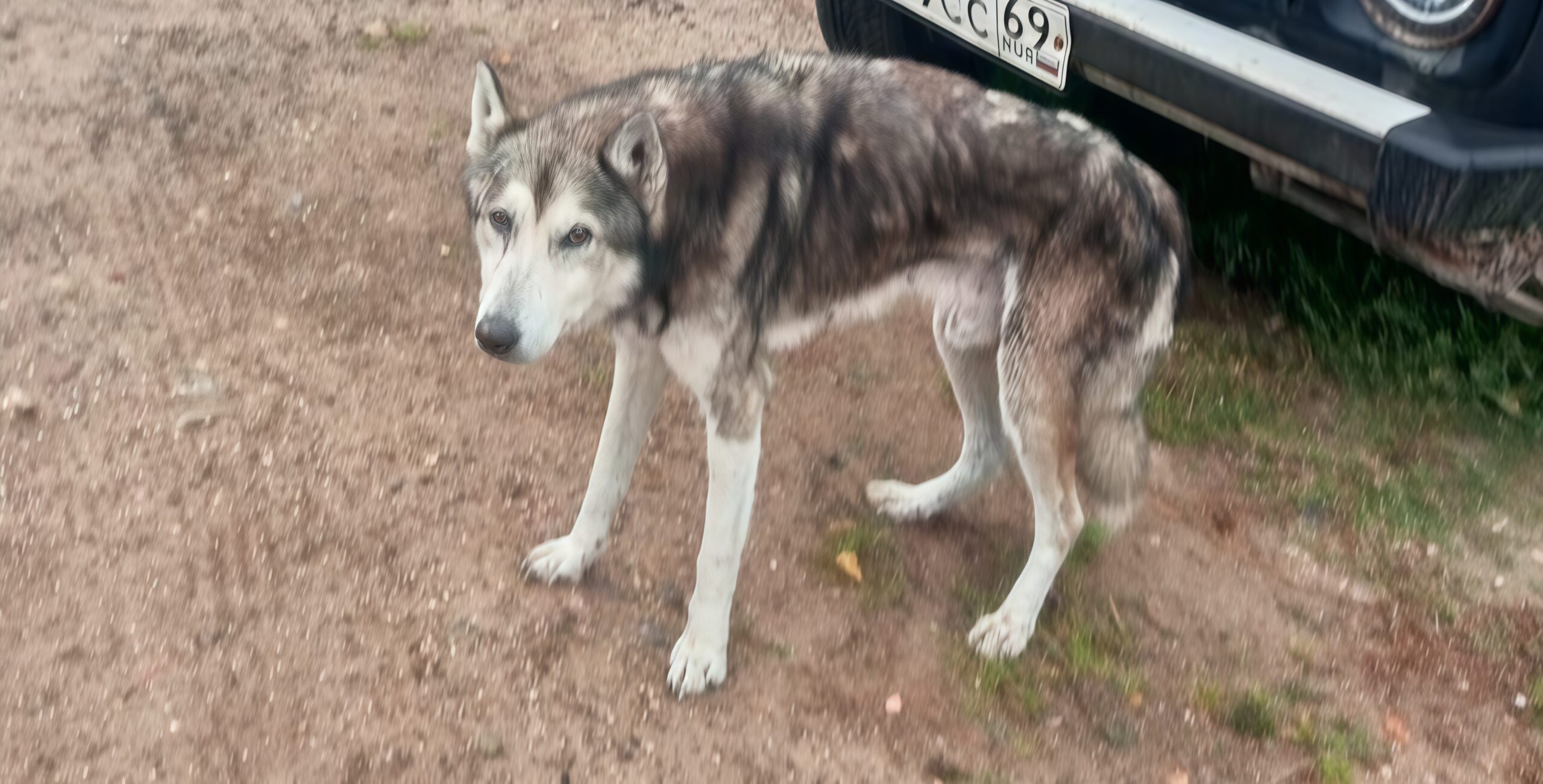 В Тверской области спасли собаку, умирающую от голода