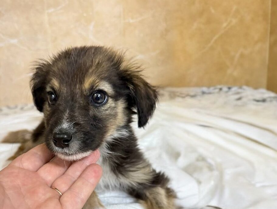 «Они его терзали»: двухмесячного щенка с тяжёлой судьбой спасли волонтёры