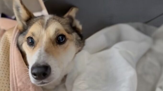 Волонтёры спасли собаку, которая провалилась в глубокую яму