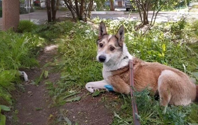 «Это наша доча, Белочка!»: собака вернулась к хозяевам спустя три месяца после странной пропажи