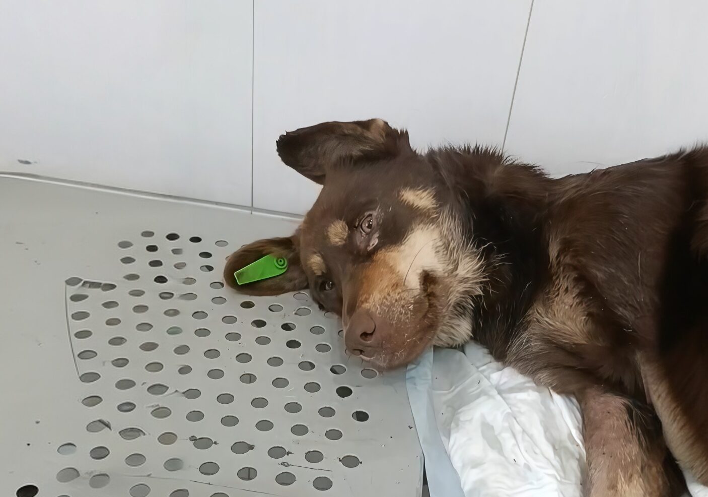 Дважды сбил поезд, но она выжила: волонтёры спасают собаку-любимицу города