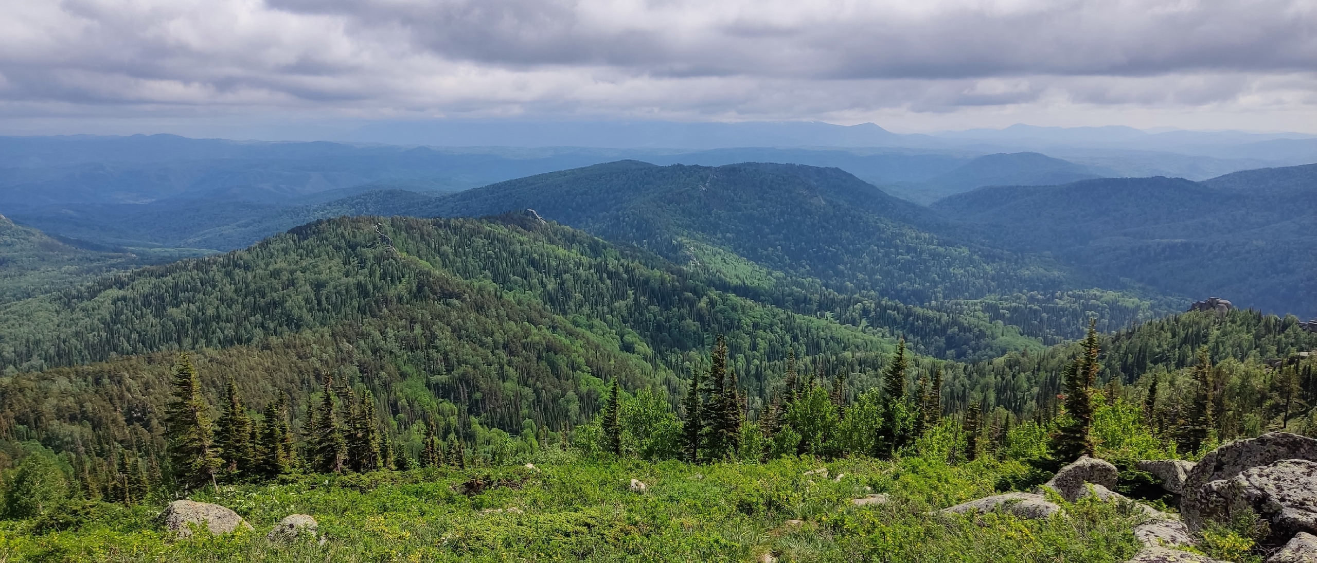 Спасти пихтовые леса: как остановить нашествие уссурийского полиграфа