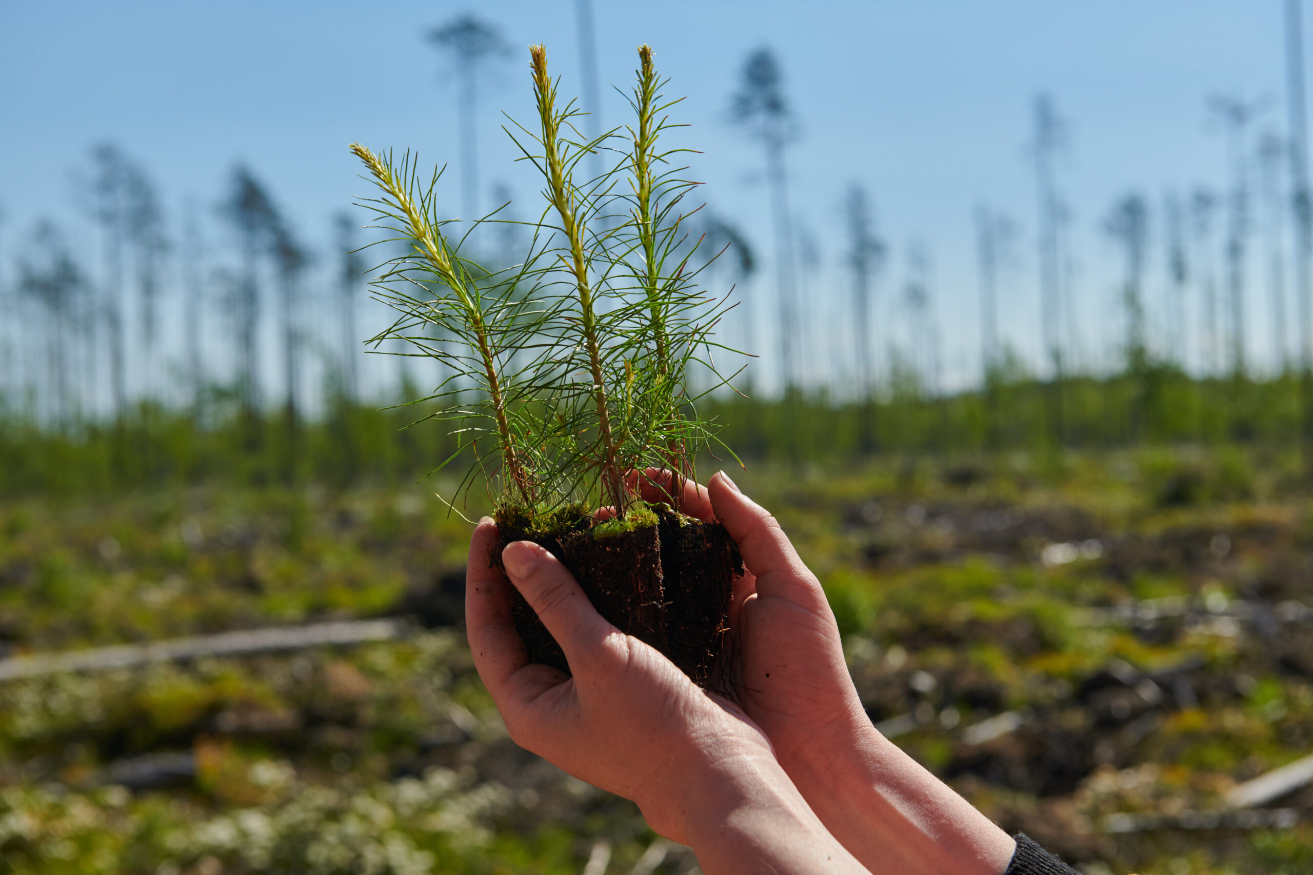 «Светогорский ЦБК» выступил партнером конкурса «Зеленый и здоровый офис 2025»
