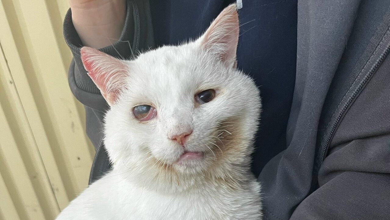 Ветеринары спасли кота после аварии и подарили ему дом