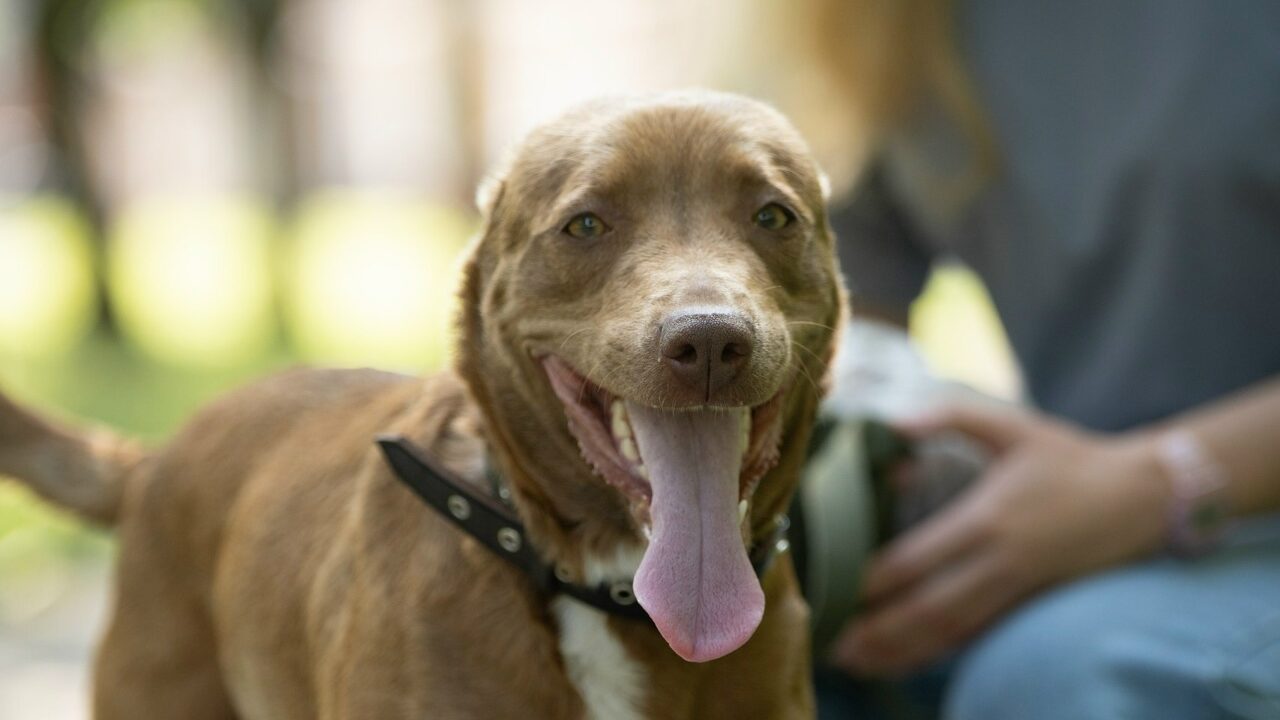 После третьего предательства в жутком стрессе: хозяева выкинули собаку на улицу, и теперь она ищет…