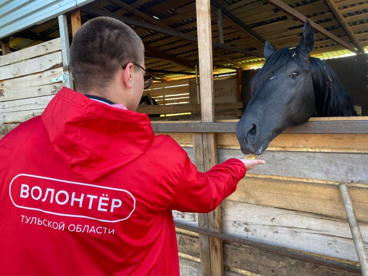 Волонтеры помогают домашнему приюту в городе Венёве 