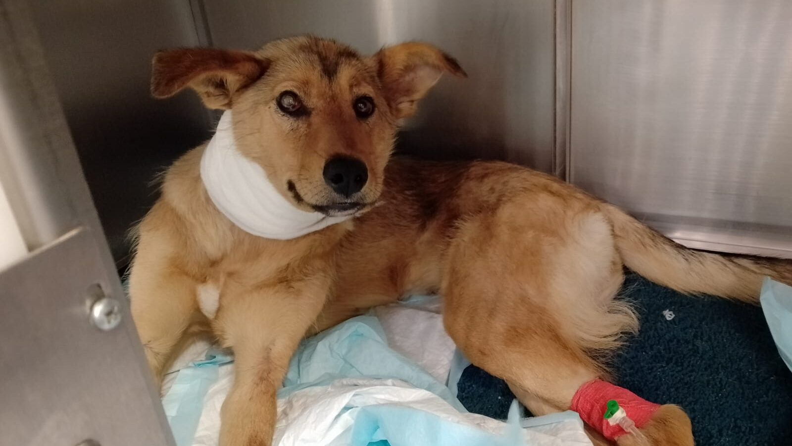 «Каменеет при виде мужчин»: волонтёры спасли собаку, пострадавшую от семьи живодёров