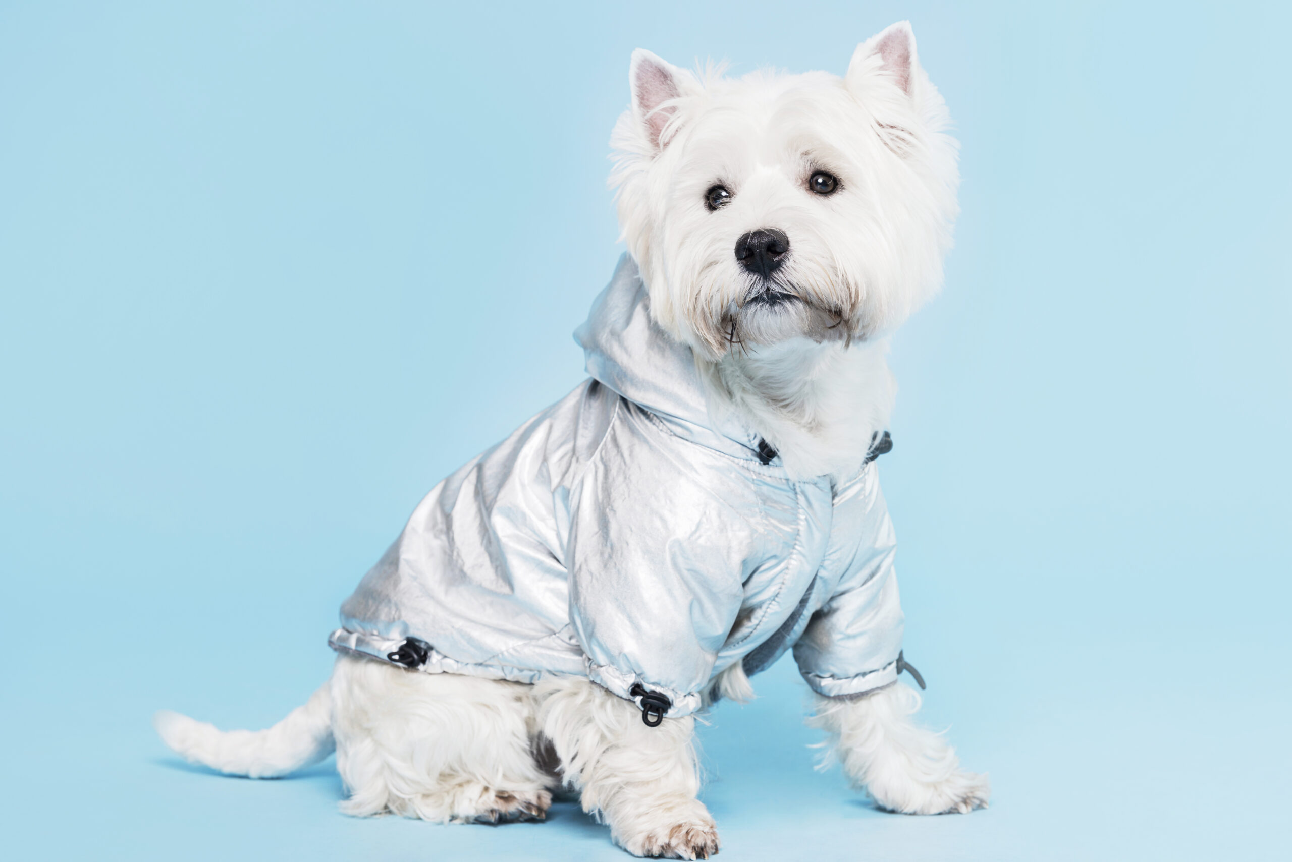 одежда для собак