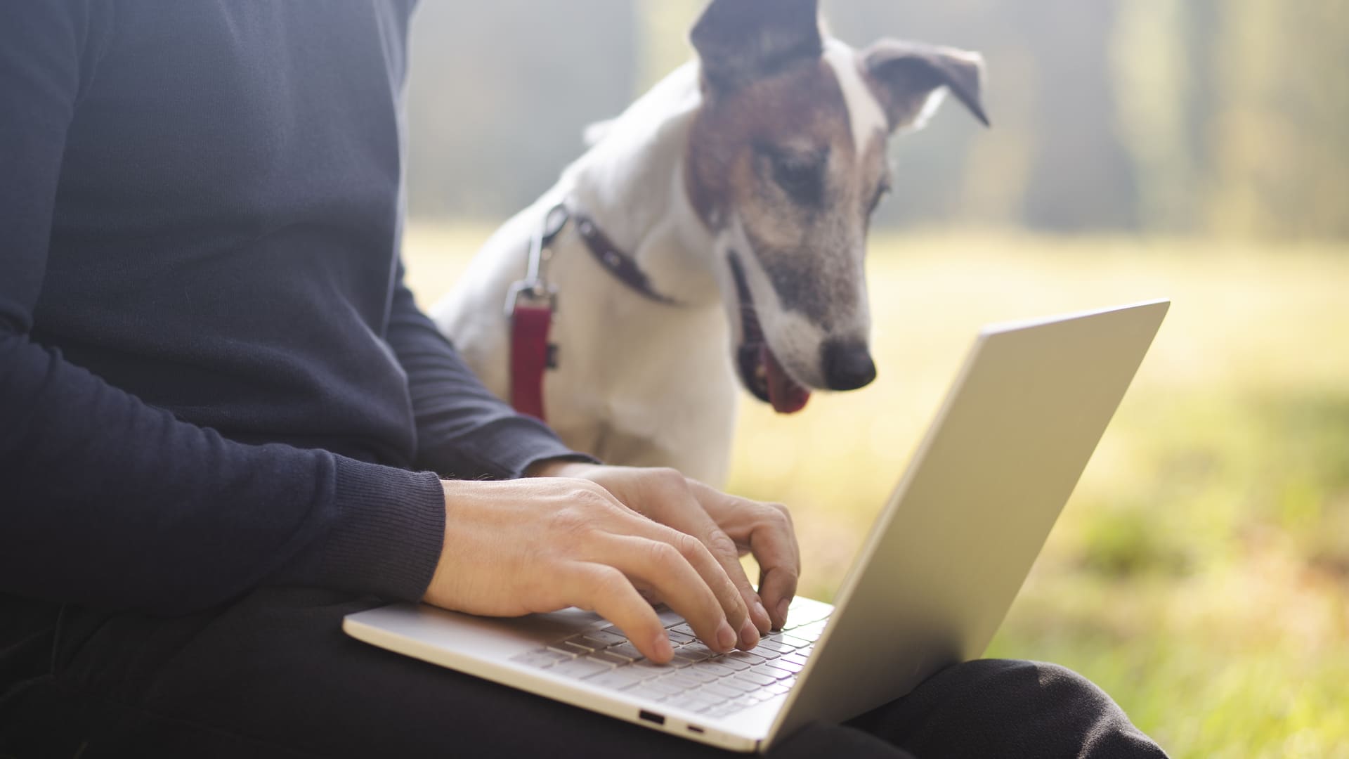 Выгул собак: советы от эксперта, как правильно гулять