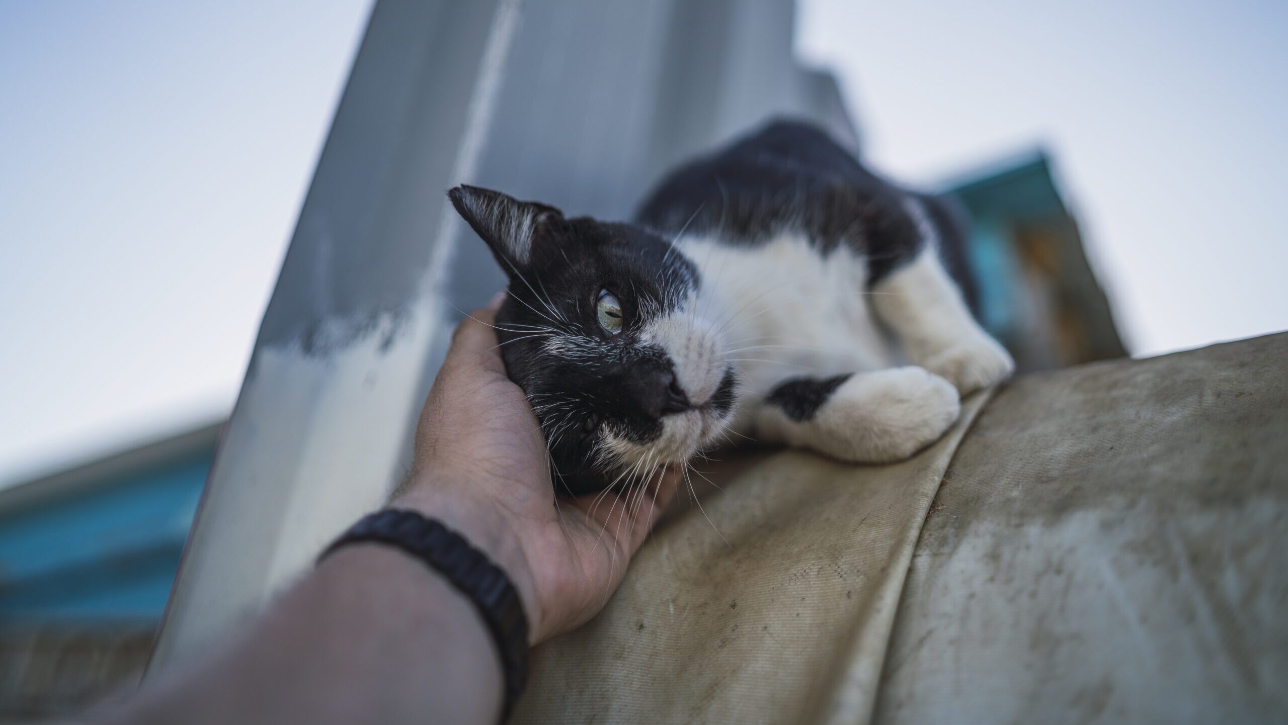 Потеряшек ищите в чат-боте для волонтёров: новую технологию поиска животных запустили в Подмосковье