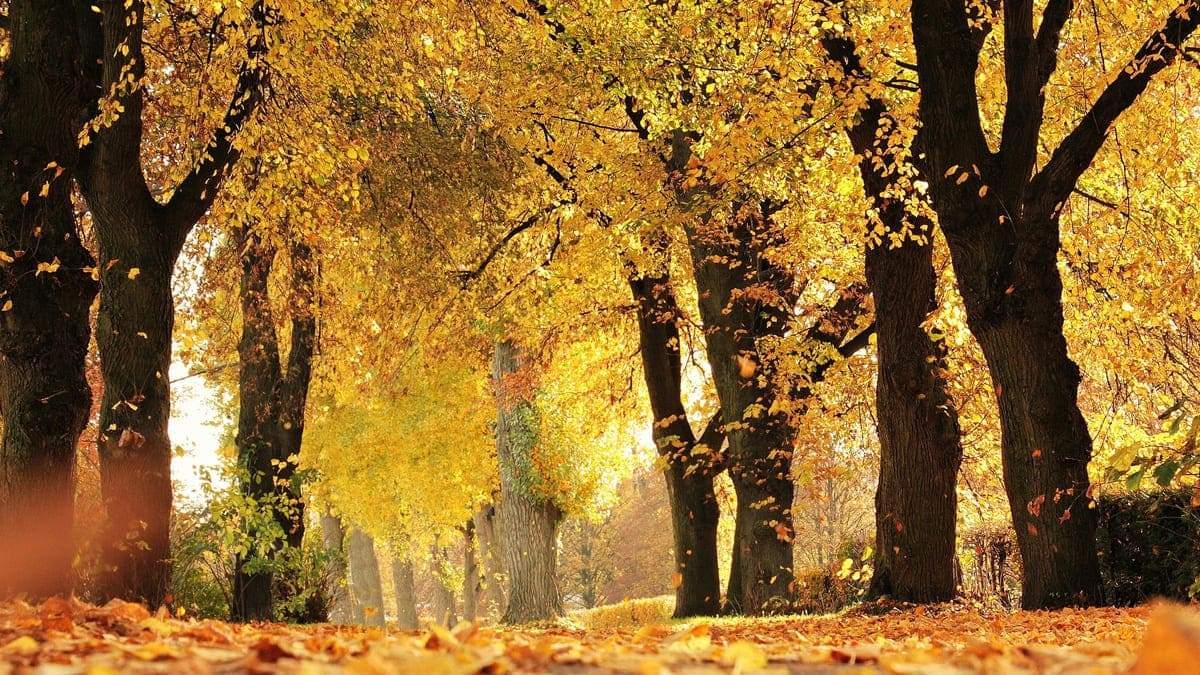 День осеннего равноденствия-2025: история, традиции и приметы