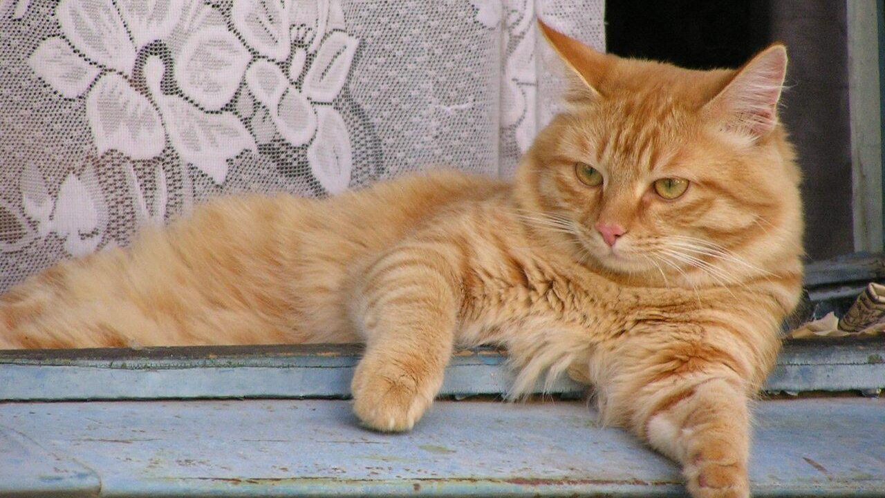 18 сентября: какой сегодня праздник отмечают в России и мире?