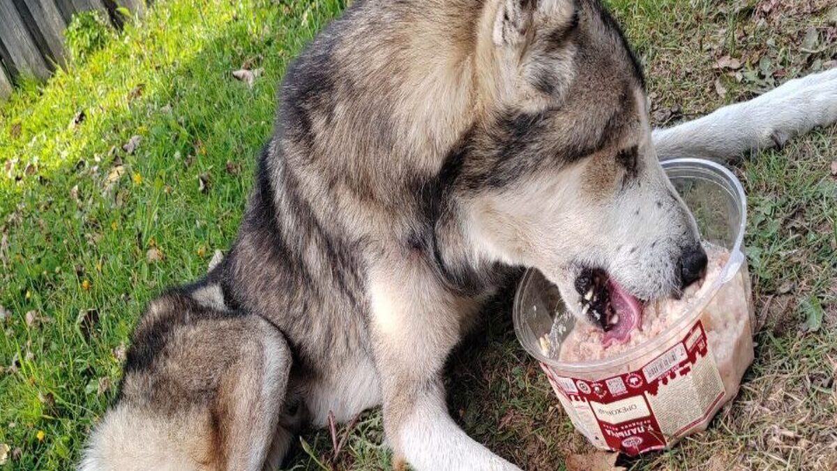 В Тверской области спасли собаку, умирающую от голода