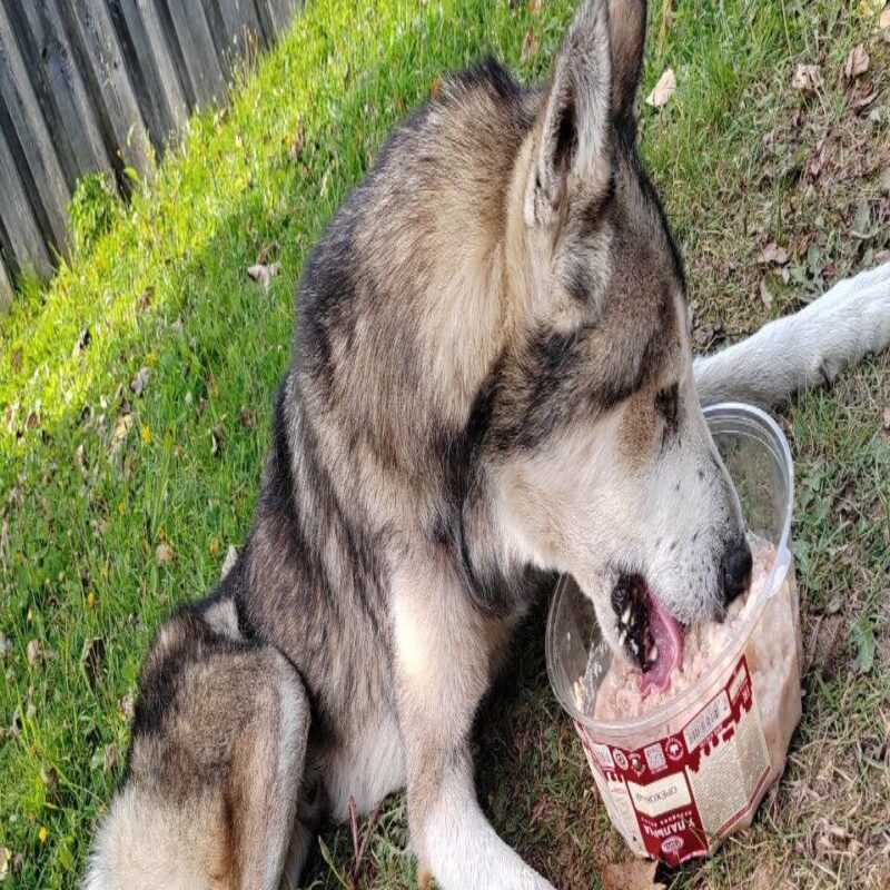 «Умирал от голода и жажды возле своего дома»: хозяева избавились от старого пса, его спасли…